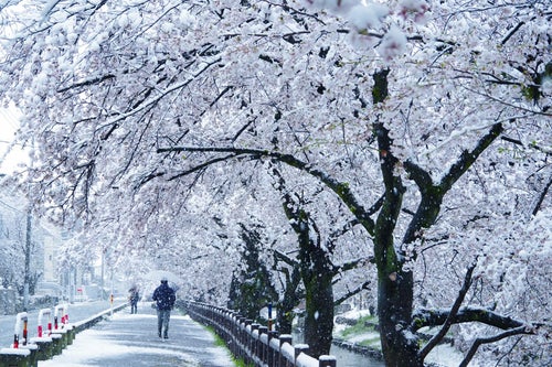 満開に咲く桜並木と舞い散る雪の写真