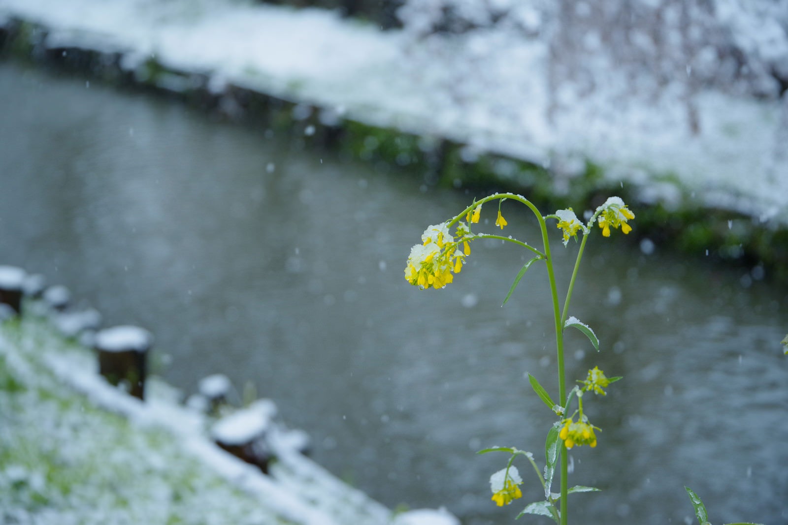 「降雪で菜の花も寒そう」の写真