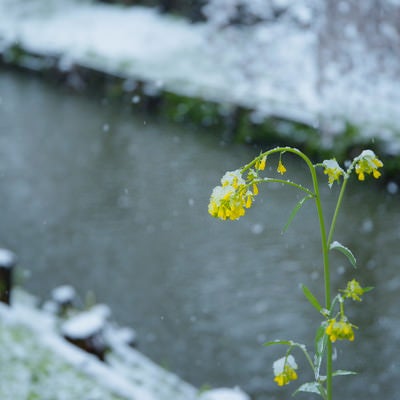 降雪で菜の花も寒そうの写真