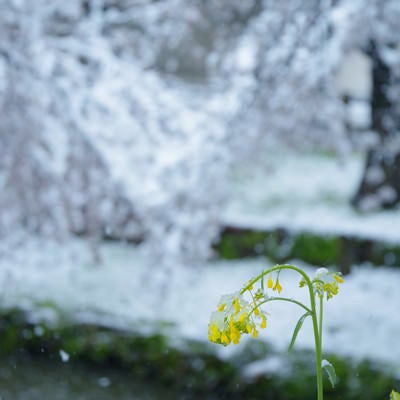 雪の重みでおじぎする菜の花の写真