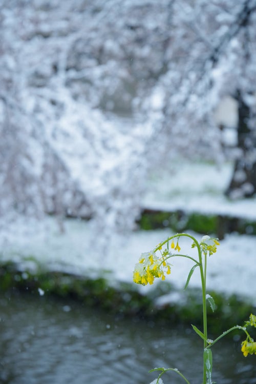 雪の重みでおじぎする菜の花の写真