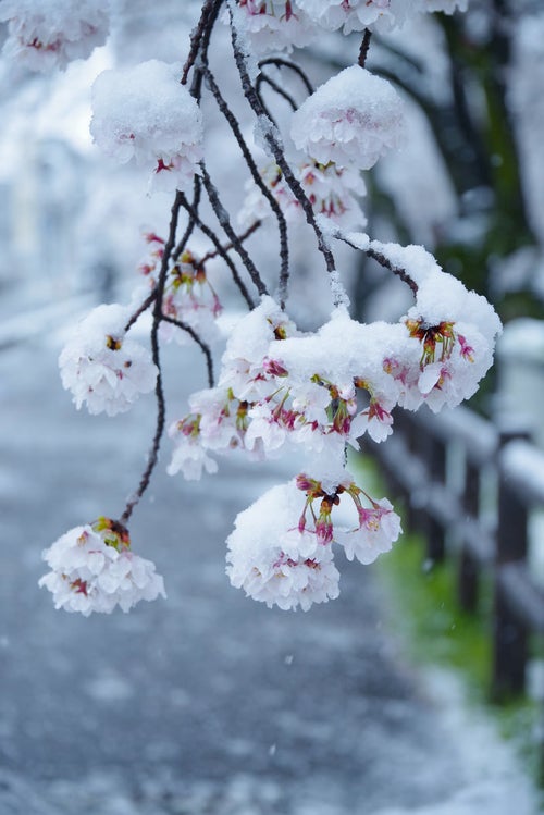 桜の花にこんもりと雪が積もるの写真