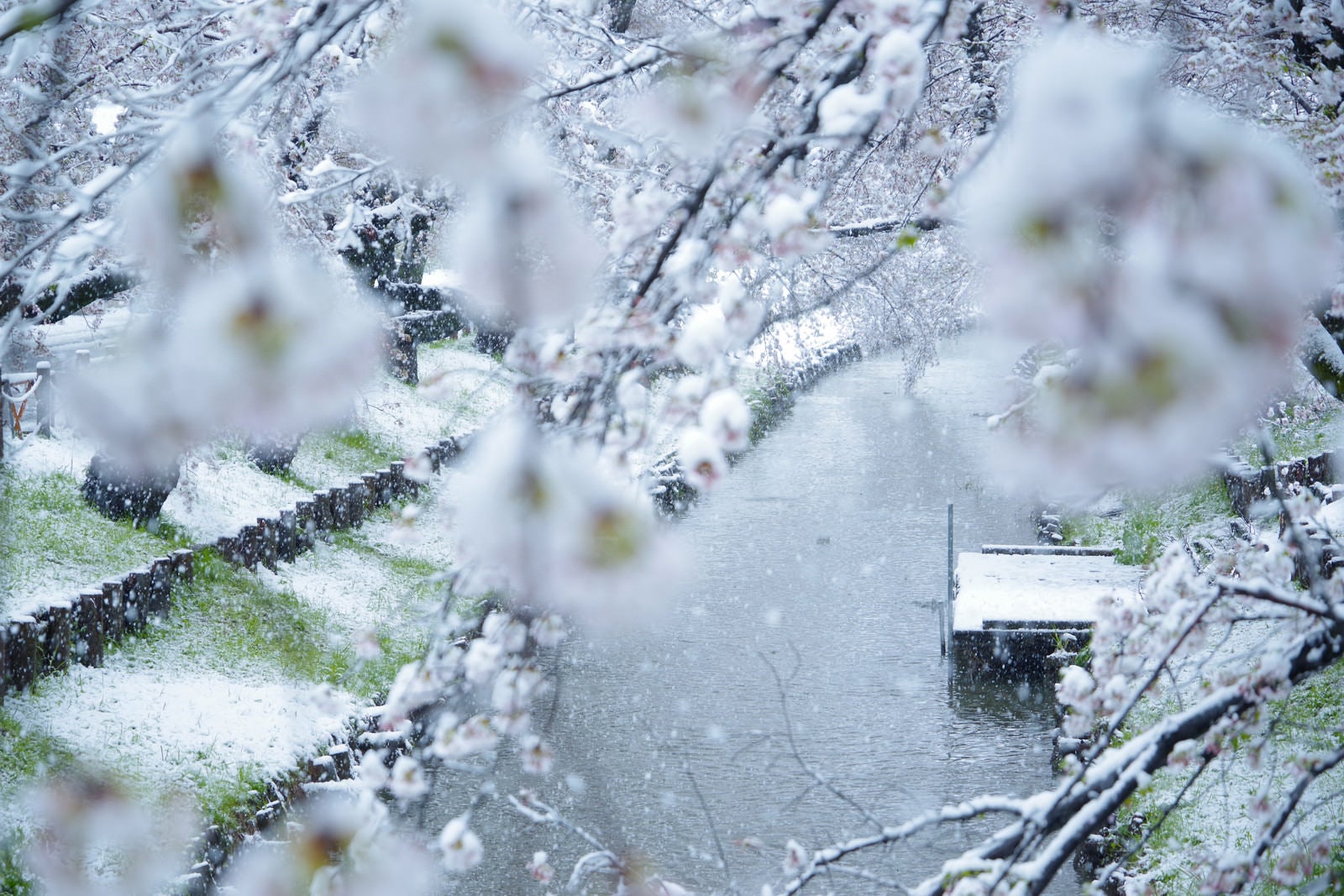 「花見の時期に雪が降る」の写真