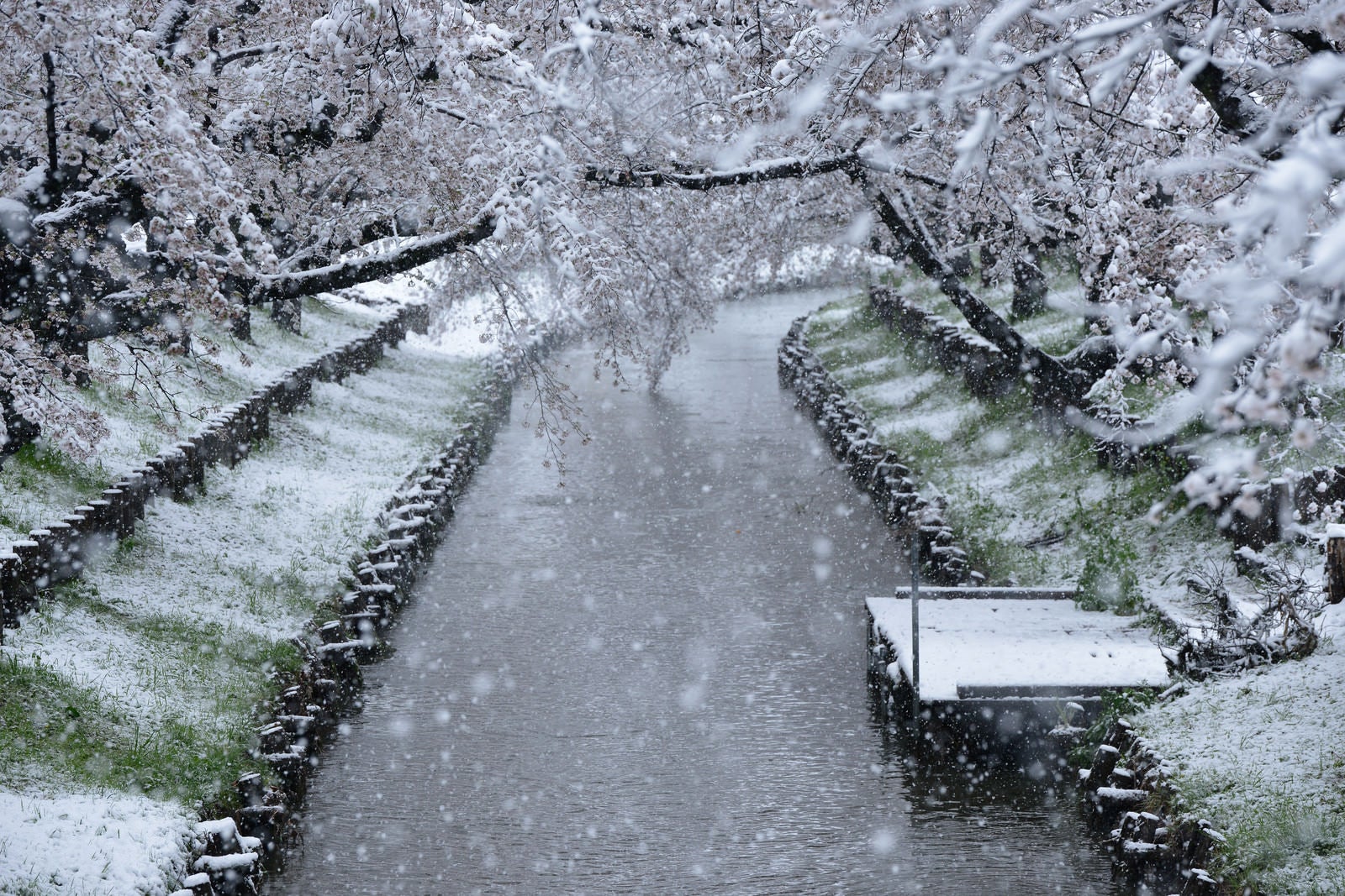「舞い散る雪と桜と桟橋」の写真