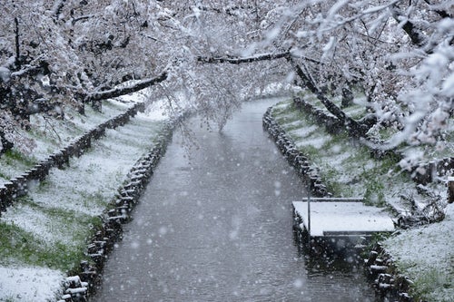 舞い散る雪と桜と桟橋の写真