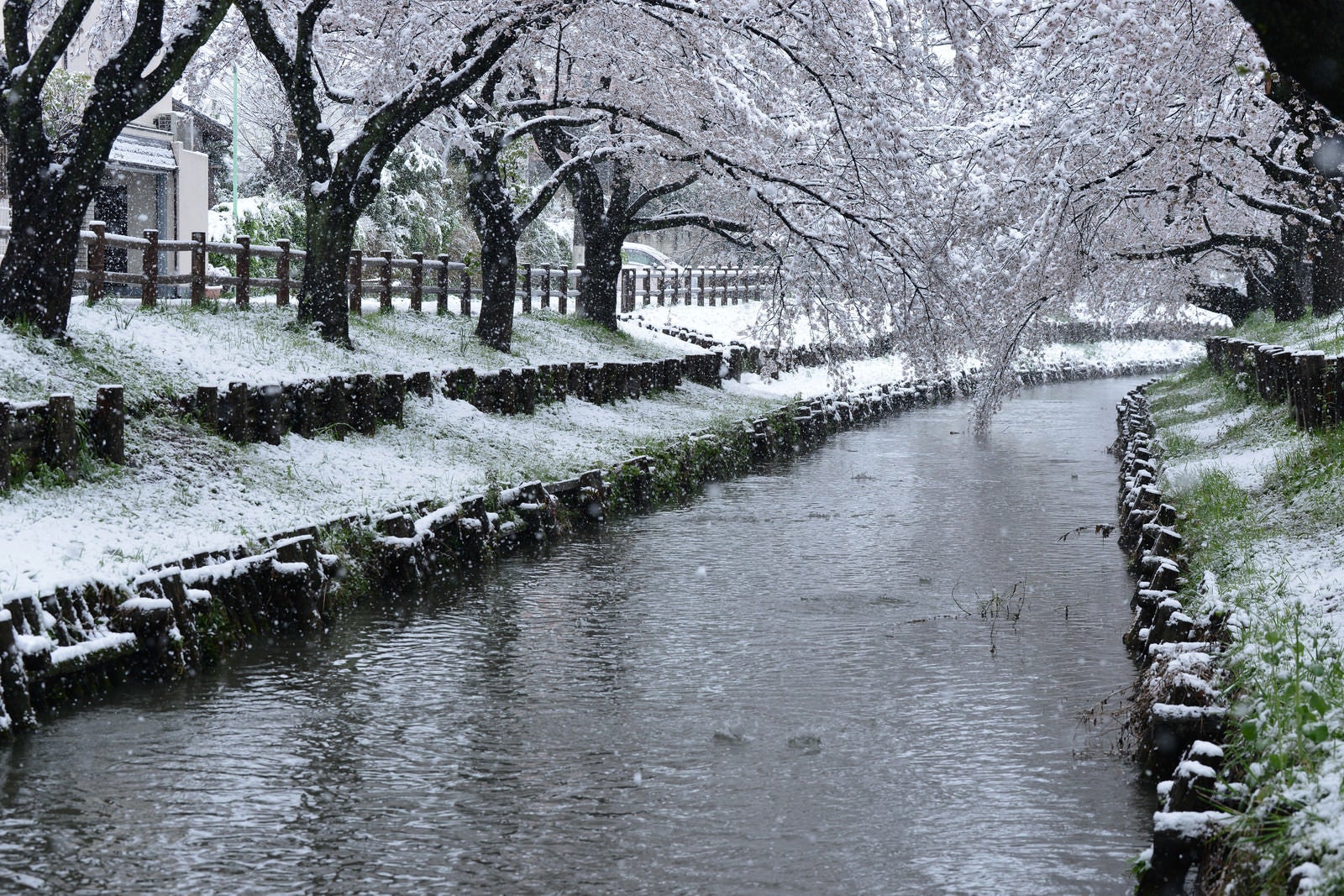 「桜咲く頃に雪が降る」の写真