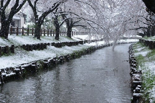 桜咲く頃に雪が降るの写真