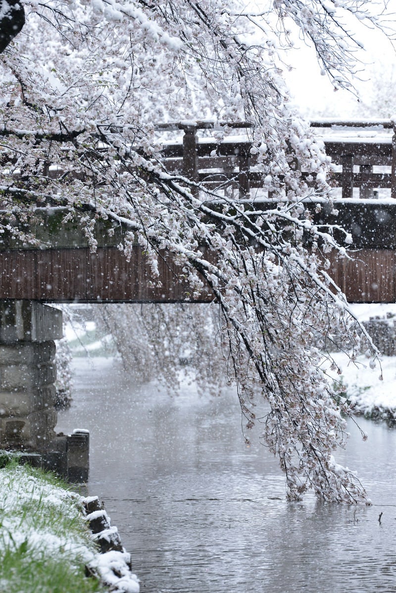 「河川の橋と雪が積もる桜」の写真