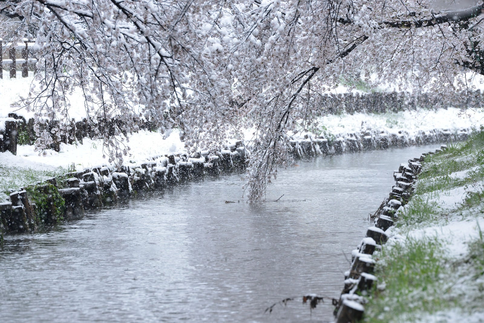 「積雪の河川敷と満開の桜の様子」の写真