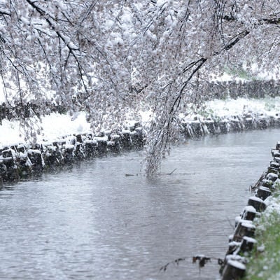 積雪の河川敷と満開の桜の様子の写真
