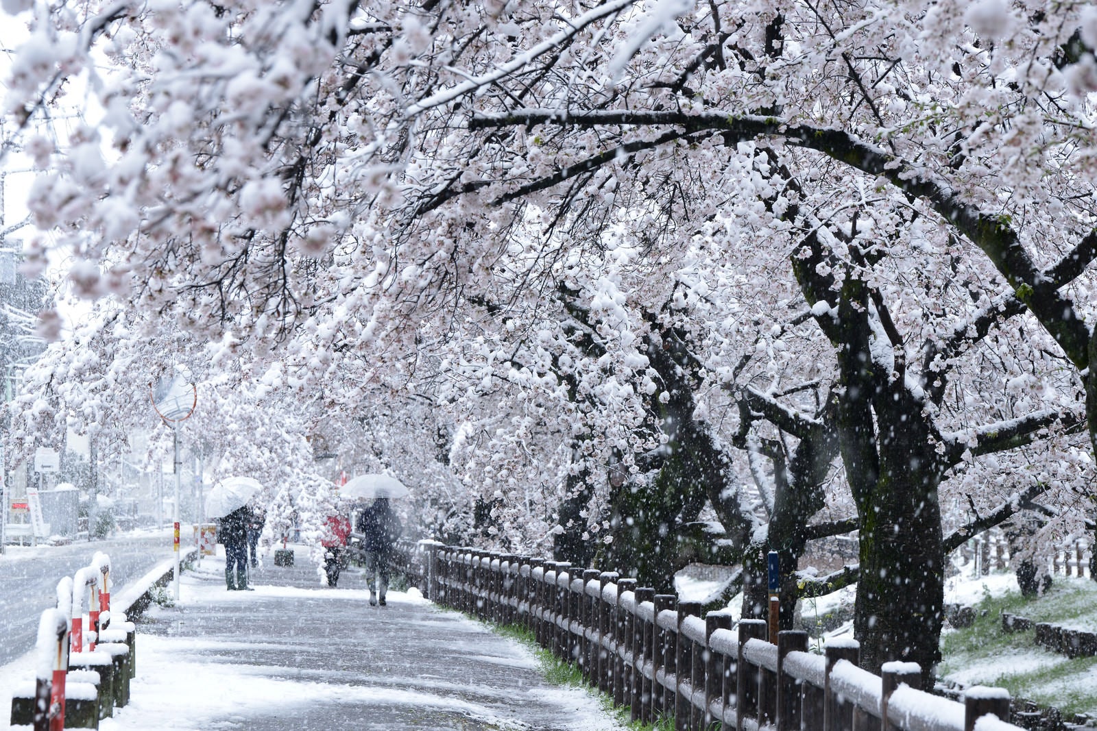 「雪と桜並木」の写真