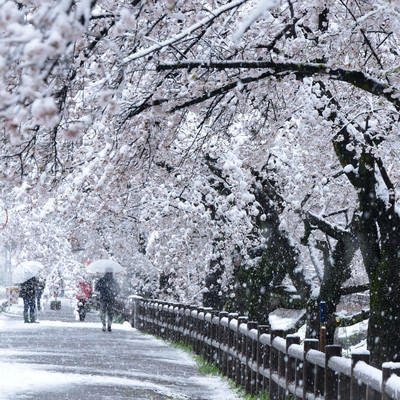 雪と桜並木の写真