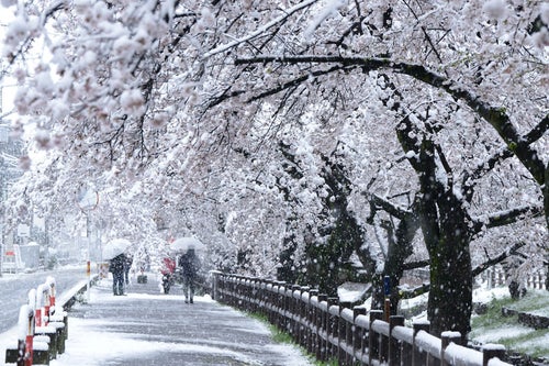 雪と桜並木の写真