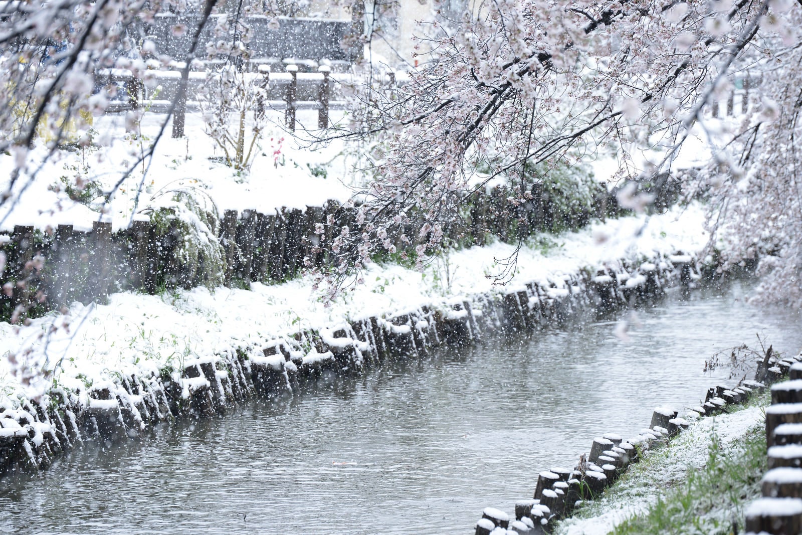 「白く染まる河川敷と桜」の写真