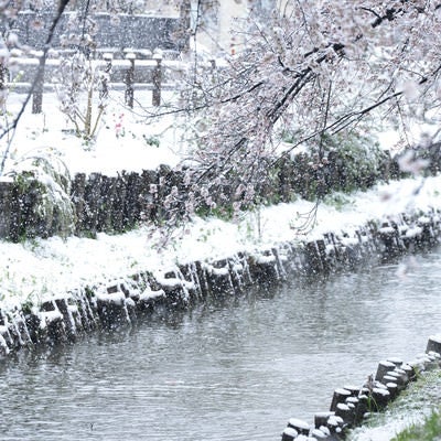 白く染まる河川敷と桜の写真