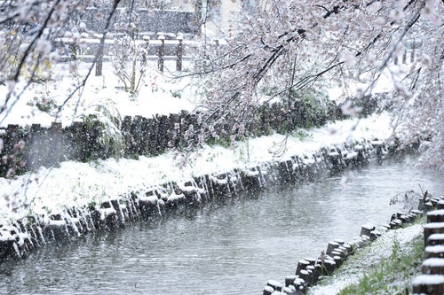 白く染まる河川敷と桜の写真