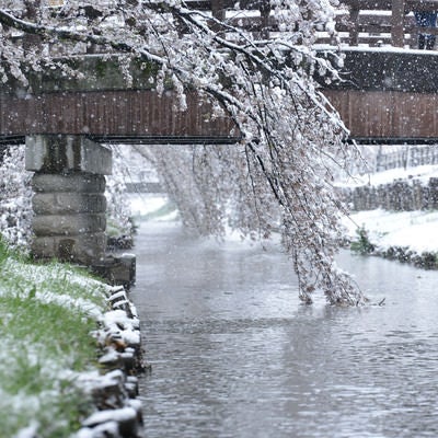 河川敷の桜に積もる雪の写真