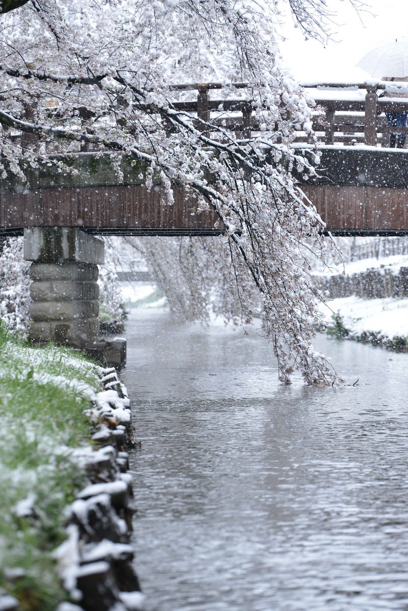河川敷の桜に積もる雪の写真