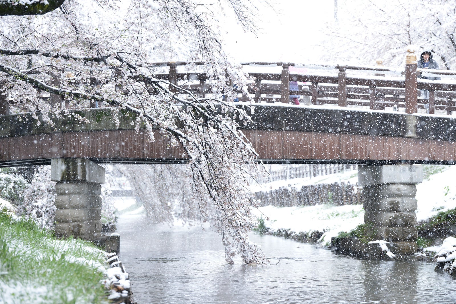 「雪が降る河川の橋と桜」の写真