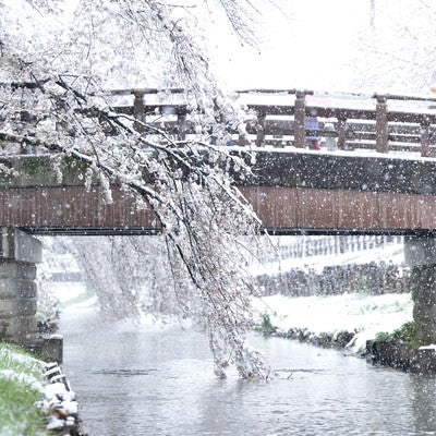 雪が降る河川の橋と桜の写真