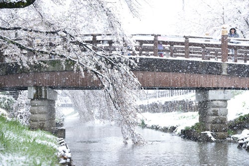 雪が降る河川の橋と桜の写真