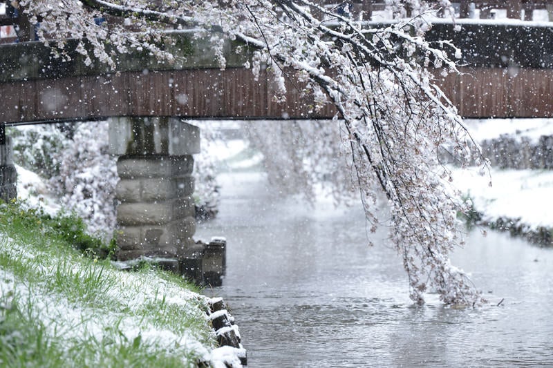 桜と雪が舞い散る河川の様子の写真