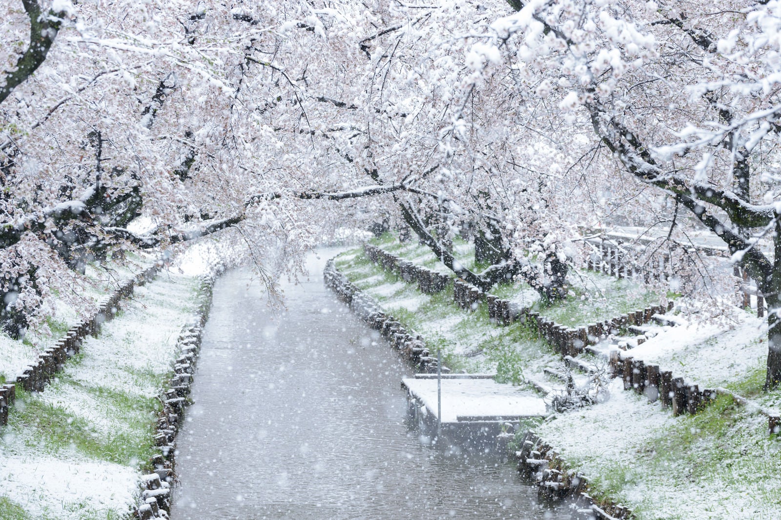 「満開の桜が降雪で白く染まる河川敷の様子」の写真
