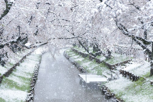 満開の桜が降雪で白く染まる河川敷の様子の写真