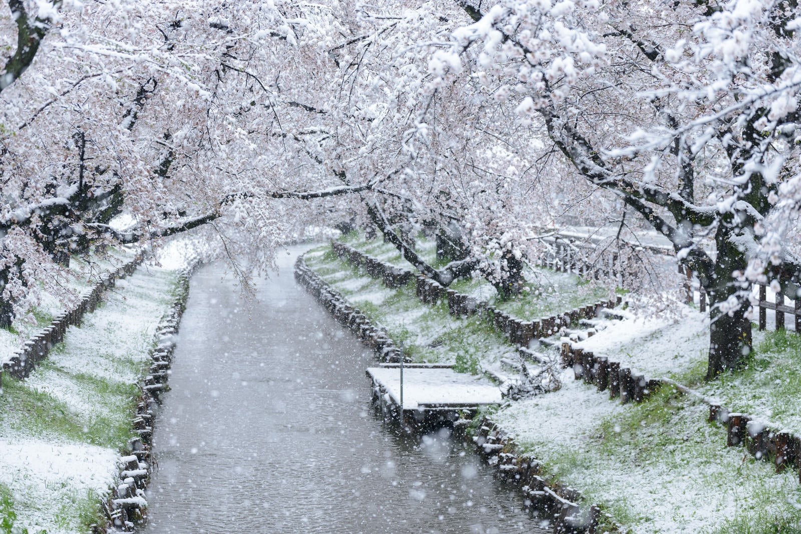 「積雪と河川敷の桜」の写真