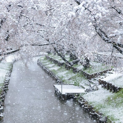 積雪と河川敷の桜の写真