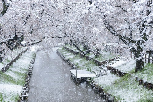 積雪と河川敷の桜の写真