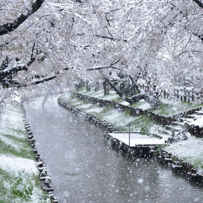 満開の桜に雪が積もるの写真