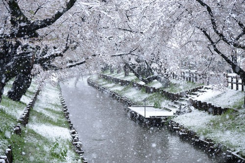 満開の桜に雪が積もるの写真