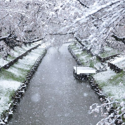 降雪と桜と川の写真