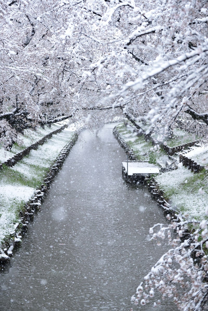 「降雪と桜と川」の写真