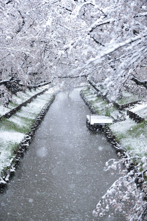 降雪と桜と川の写真
