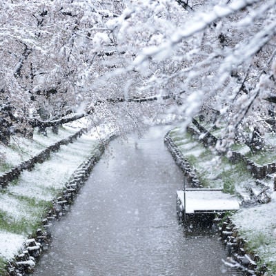 降り積もる雪と河川敷の桜並木の写真