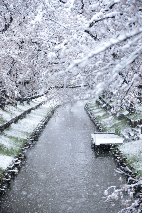 降り積もる雪と河川敷の桜並木の写真