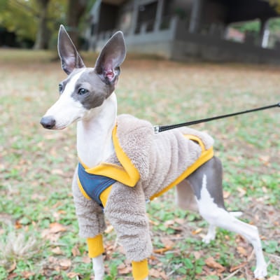 目をキラキラさせるイタリアングレーハウンドの写真