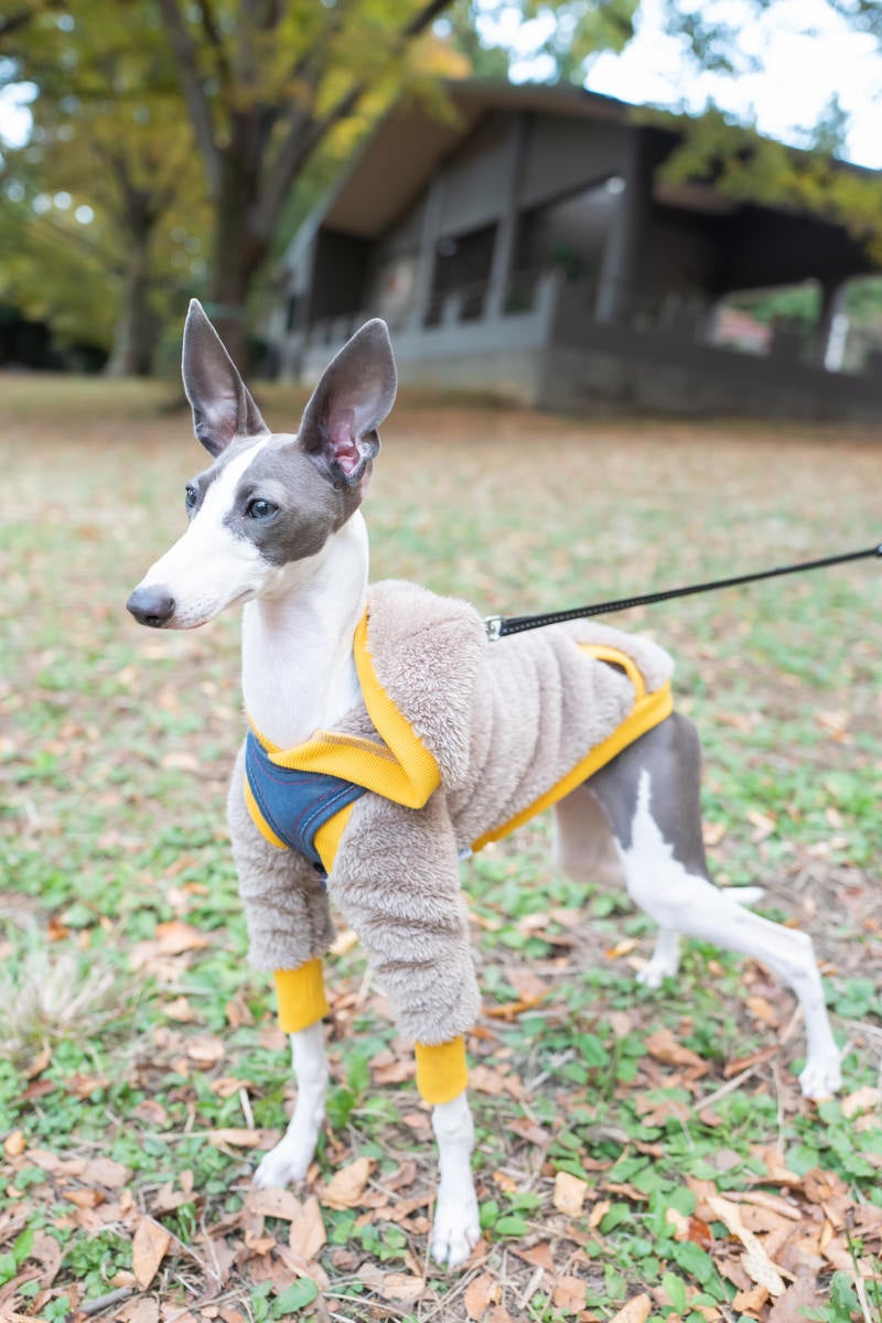 目をキラキラさせるイタリアングレーハウンドの写真
