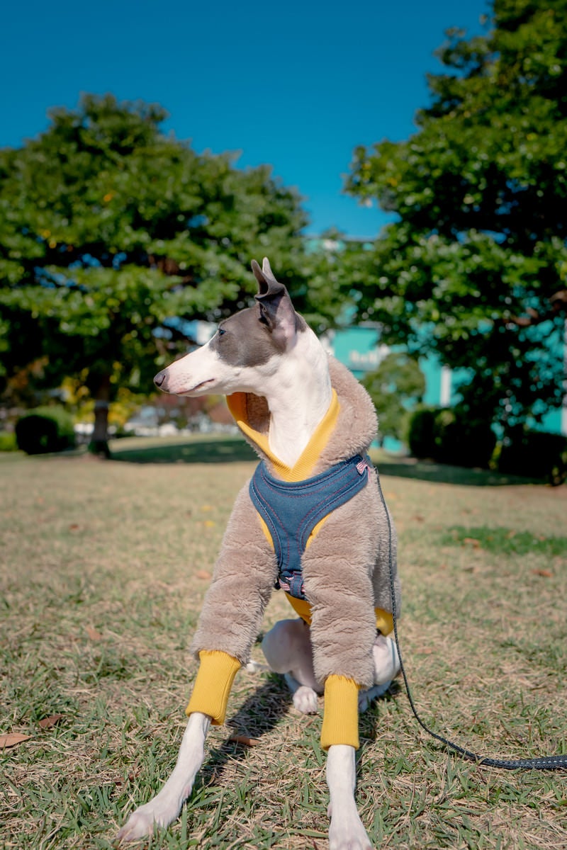 Italian Greyhound Sitting and Looking Around