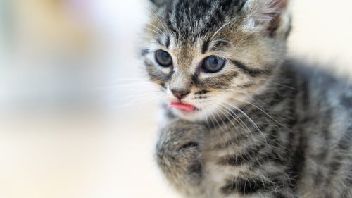 唇をペロペロする子猫の写真
