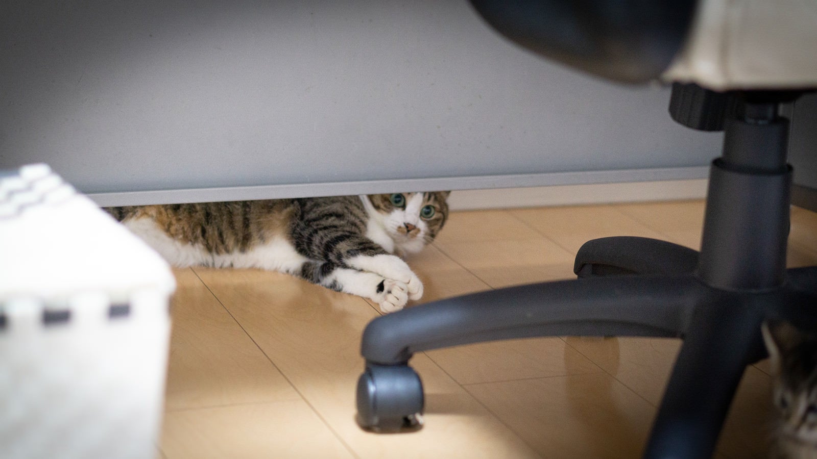 「机の下に入り込んでなかなか出てこない猫」の写真