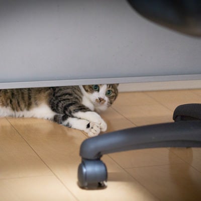 机の下に入り込んでなかなか出てこない猫の写真