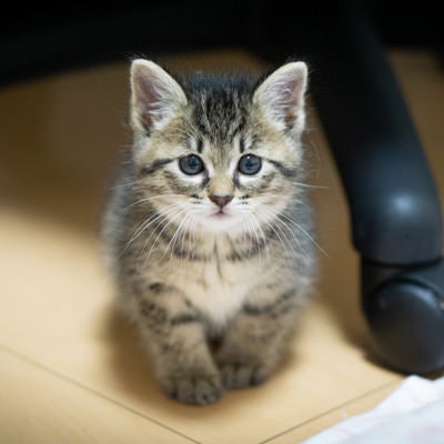 デスクの下で寂しげな表情の子猫の写真