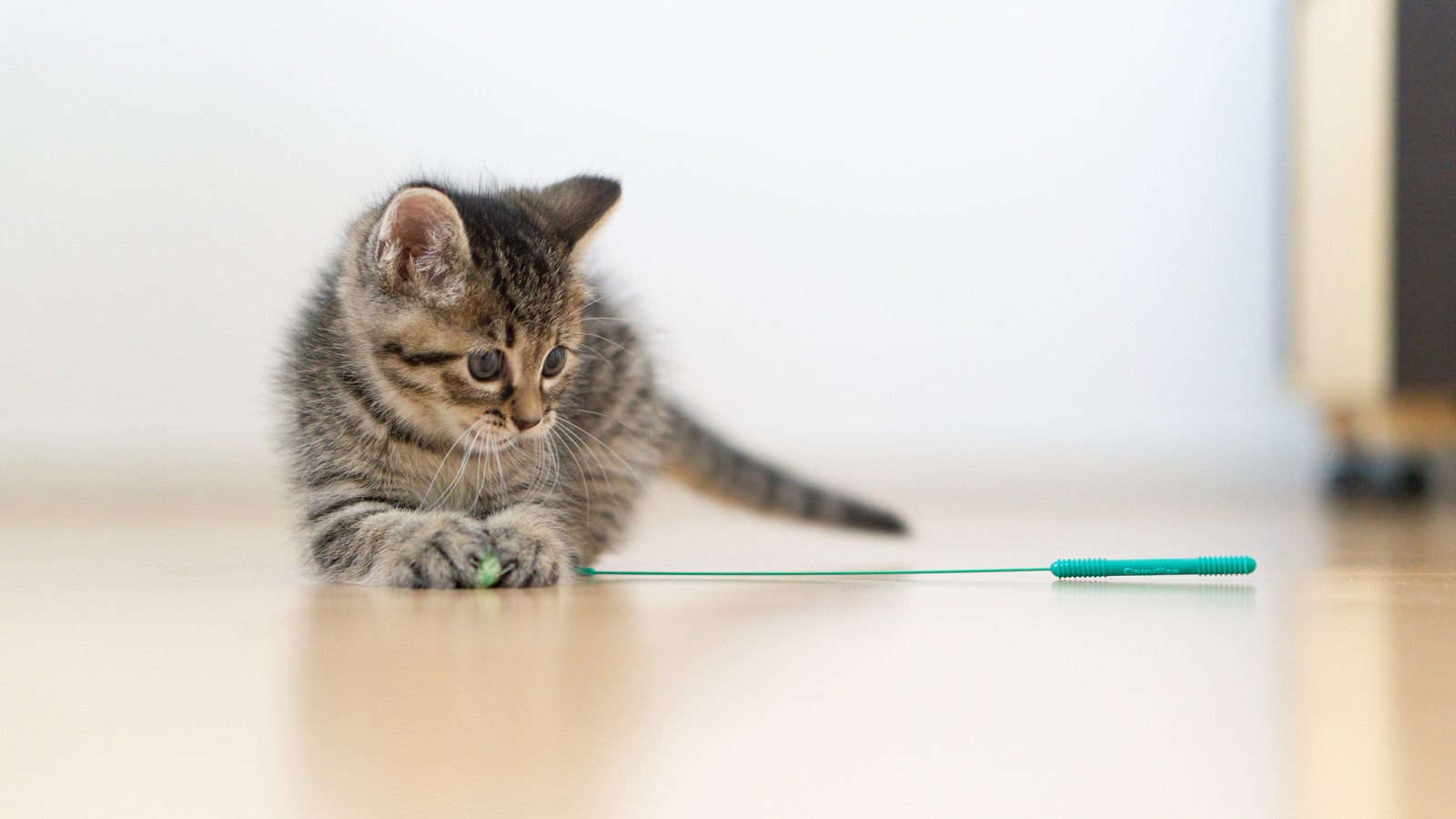 「ねこじゃらしに興味をもった子猫」の写真