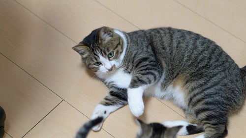床に寝転がるふてぶてしい猫氏の写真