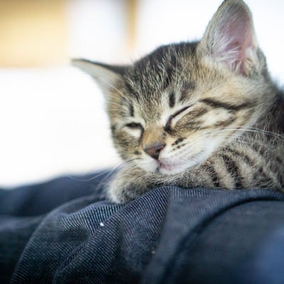 ソファーで寝落ちする子猫ちゃんの写真