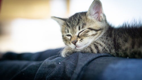 ソファーで寝落ちする子猫ちゃんの写真