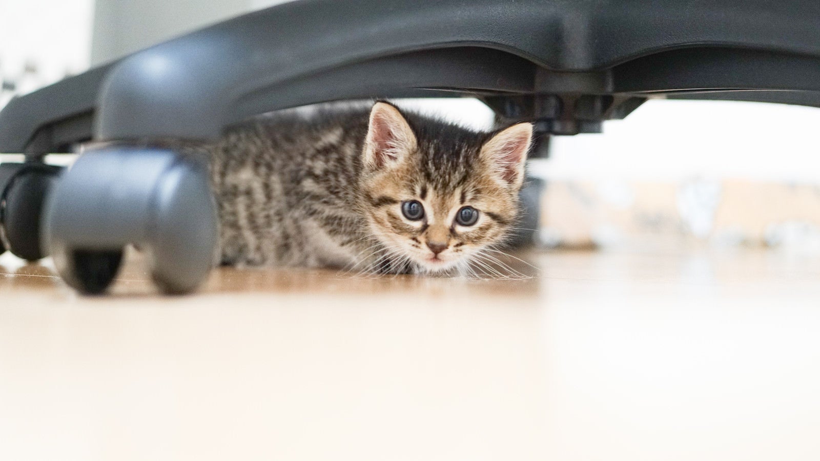 「オフィスチェアーの下に隠れる子猫」の写真